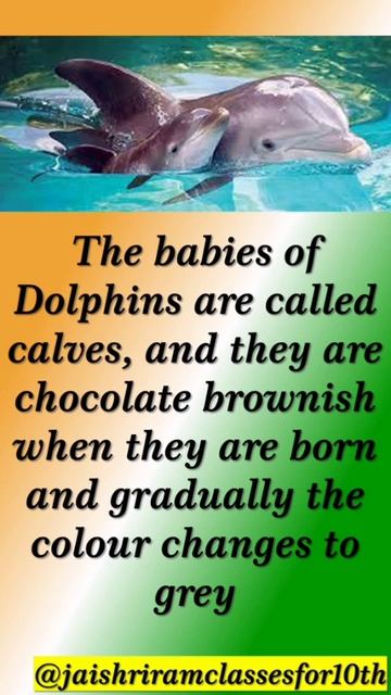 ABOUT OUR NATIONAL AQUATIC ANIMAL DOLPHIN 2 #video #upsc #sslc #social #gk #nationalsymbols #histor смотреть онлайн
