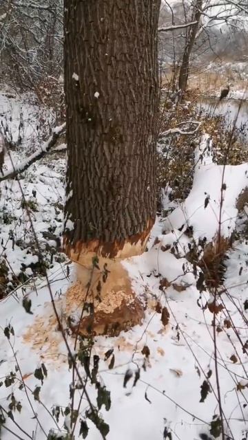 Бобр в деле. смотреть онлайн
