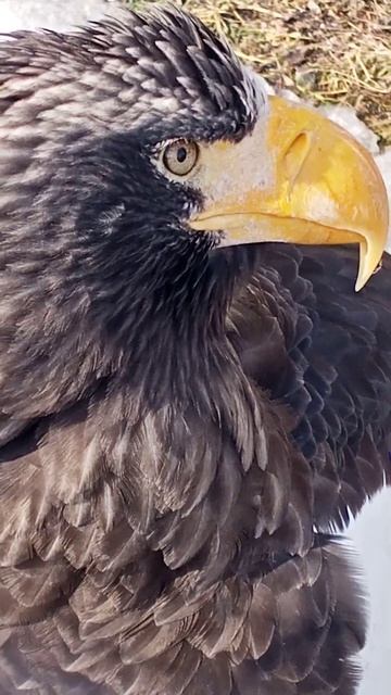 Белоплечий орлан смотреть онлайн