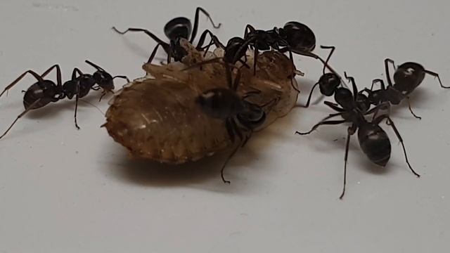 🐜 Formica Fusca & Blaptica dubia [Tydzień 45] смотреть онлайн