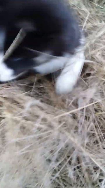 щенок лайки на прогулке young Laika puppy walking смотреть онлайн