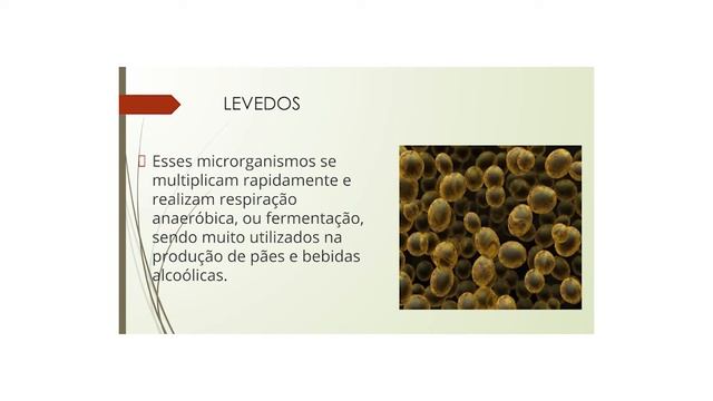 ESH_Biologia - 7º Ano - REINO FUNGI