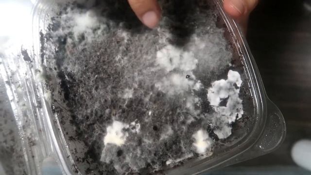 ¿Qué son? CobWeb vs Overlay смотреть онлайн