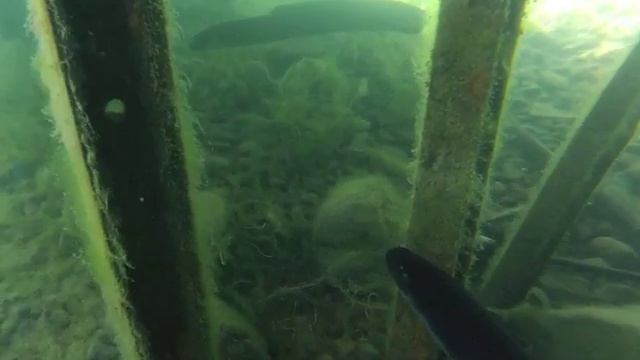 Eels Kiss My GoPro смотреть онлайн