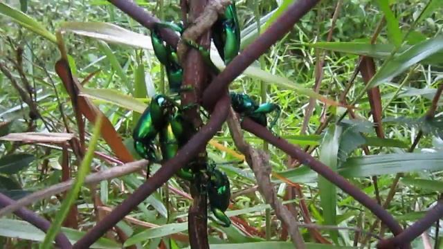 モモブトハムシ （Frog-legged leaf beetle)－4 смотреть онлайн