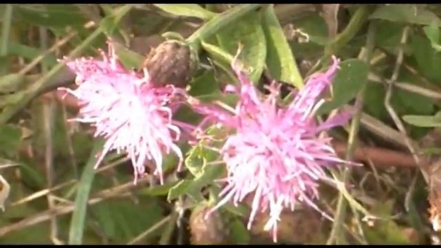 IN THE TRUFFLE WORLD, alla ricerca del tartufo bianco смотреть онлайн