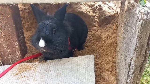 Пончик -строитель смотреть онлайн