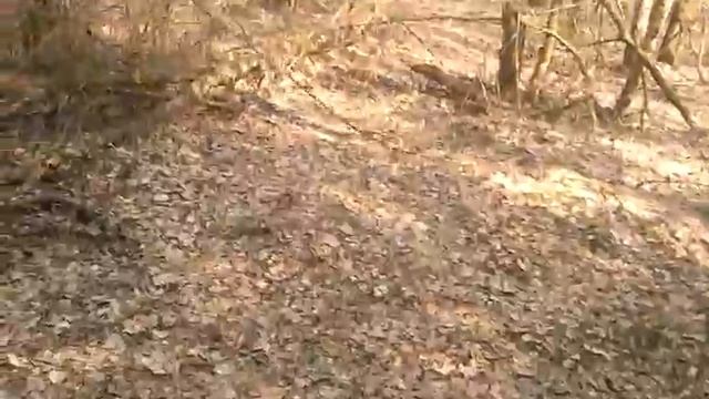 Строчок 1.2019 смотреть онлайн