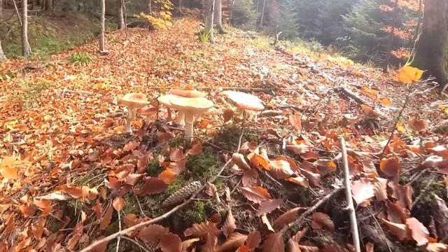 Білі гриби золотої осені.