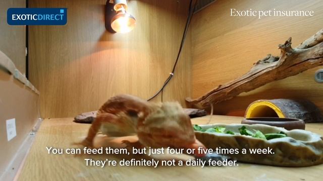 What to feed bearded dragons смотреть онлайн
