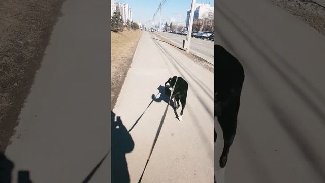 адоль да по улице смотреть онлайн