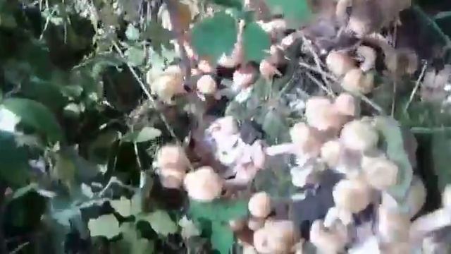 грибы греби опята(1) смотреть онлайн