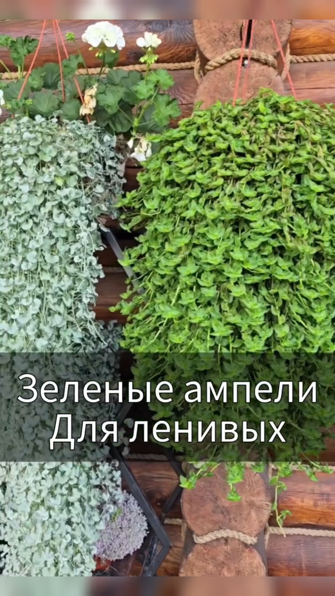 Ампельные растения для ленивых смотреть онлайн