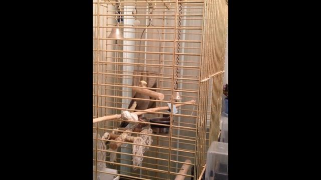 Корелла смотреть онлайн