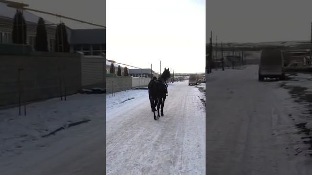 Американский рысак … молодой… смотреть онлайн