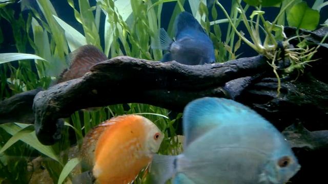 Min visithuru 2016 freshwater aquarium fish смотреть онлайн