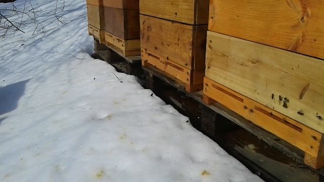 Весняний перший обліт бджіл над снігом продовження відео 1 із 3 + перегляд відводка карніки смотреть онлайн