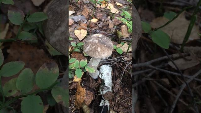 Грибы Червенский район смотреть онлайн