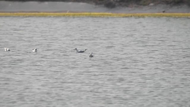 紅嘴鷗Black-headed Gull(Chroicocephalus ridibundus)覓食 смотреть онлайн