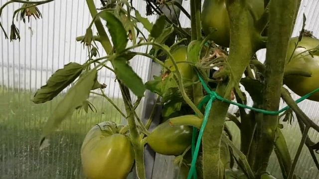 Томат Адъютант 30.07.22