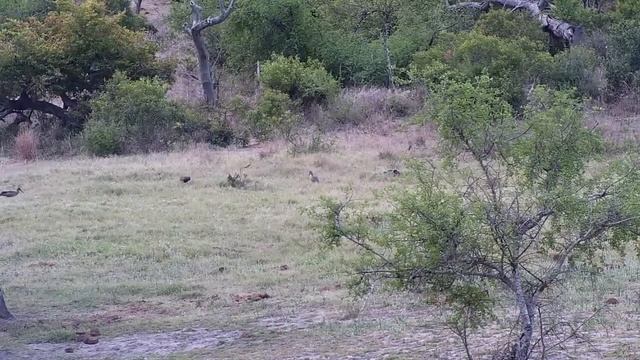 Djuma: Hadeda Ibis group feeding across dam - 16:31 - 10/15/2022 смотреть онлайн