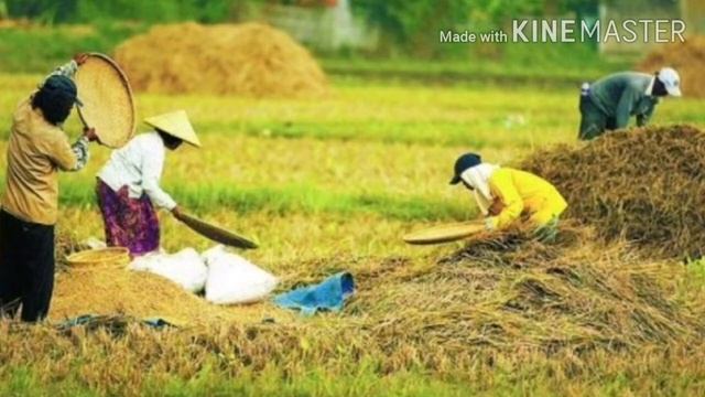 LAGU MANGGARAI lama(ende go ema go) смотреть онлайн