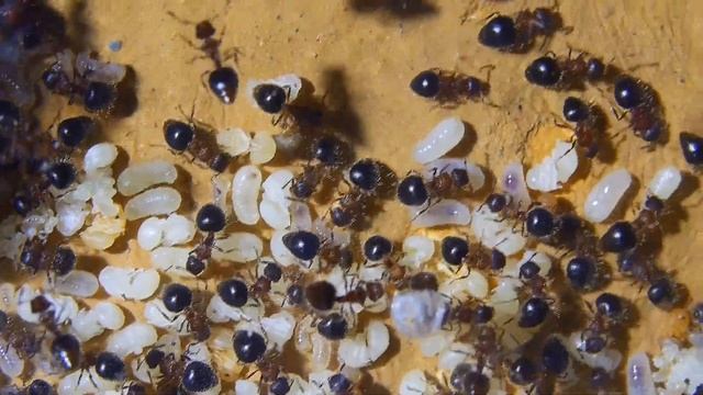 Meranoplus laeviventris in der Ruhe liegt ihre Kraft смотреть онлайн