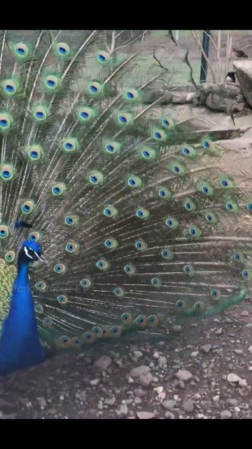 Peacock #peacock #shorts #short #viral #WorldFamous ET смотреть онлайн