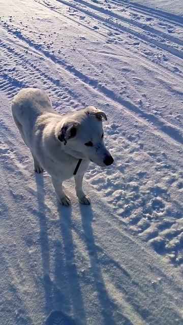 Помощь бездомным животным👍. смотреть онлайн