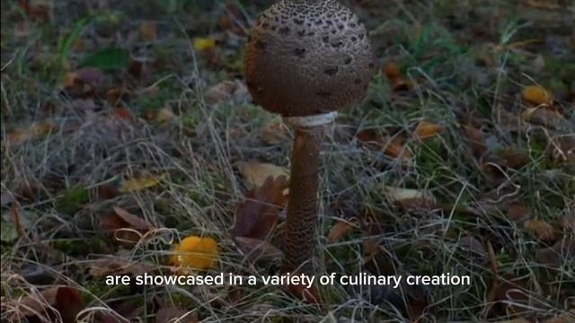 Gourmet Adventures: Truffle Hunting In Tuscany