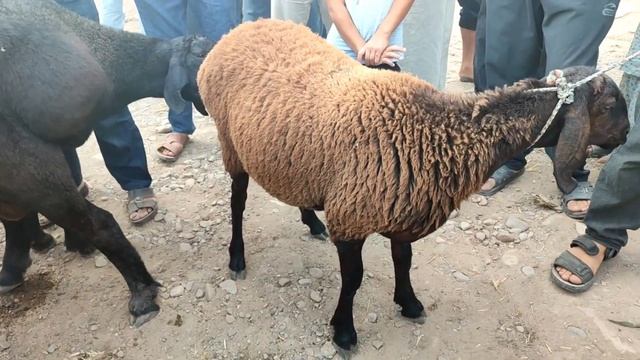 Мол Бозори Регар Шанбе бозор