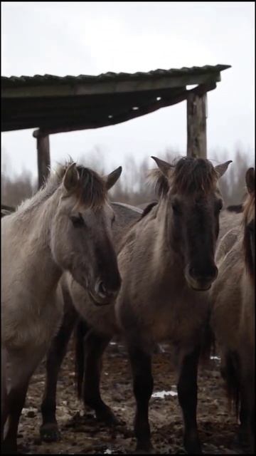тарпаны-дикие лошади смотреть онлайн