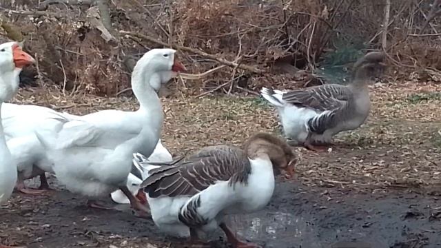гуси холмогоры смотреть онлайн