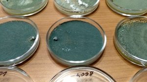 Триходерма: обзор штаммов