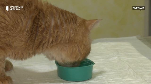 «Він мені не потрібен»: історія кота із вірусом імунодефіциту смотреть онлайн