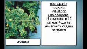 БОЛЕЗНИ ТОМАТОВ ФОТО. ЛЕЧЕНИЕ