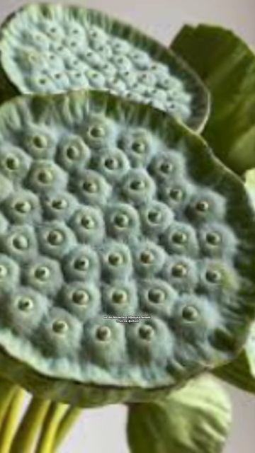 Самые странные фобии - Трипофобия смотреть онлайн