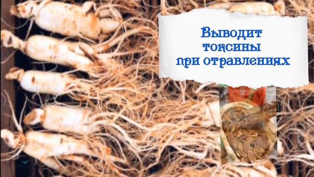 ЖЕНЬШЕНЬ АТОМИ