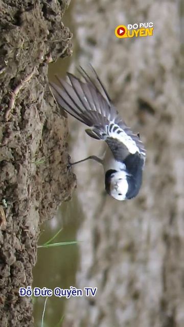 Chim Chìa Vôi Trắng Múa #Shorts смотреть онлайн