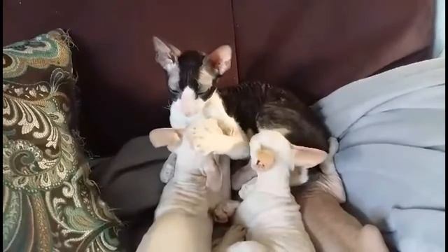 Просто умиление смотреть на котят.. смотреть онлайн