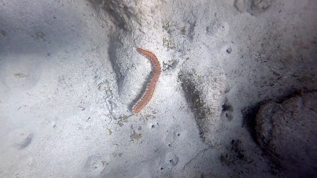 Grand Cayman SCUBA trip November 2022 смотреть онлайн