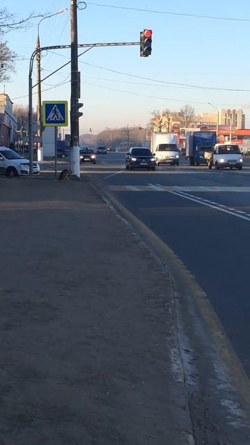 Собака умнее человека и переходит дорогу по пешеходному переходу на зеленый смотреть онлайн