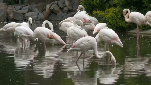 #flamingos  | Pink Flamingos In The Lake | Flamingo Bird In A Garden | #2022 | HD 4k | #hd