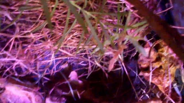 L5 Keek in her big cage, Tenodera sinensis female смотреть онлайн