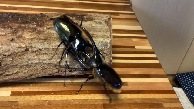 ジャワコーカサスオオカブト VSネプチューンオオカブト　Chalcosoma chiron chiron VS Dynastes neptunus смотреть онлайн