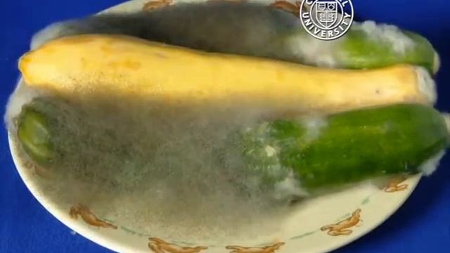 Kabakta Rhizopus stolonifer смотреть онлайн