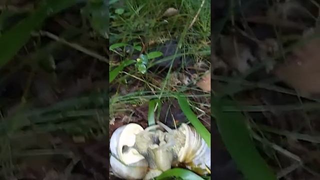 ну очень мило