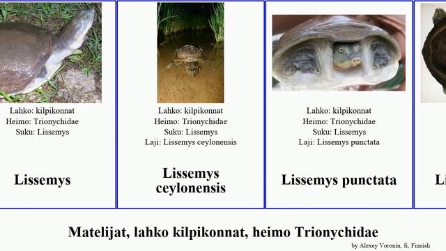 Matelijat, lahko kilpikonnat, heimo Trionychidae apalone spinifera nilssonia lissemys turtle ferox смотреть онлайн