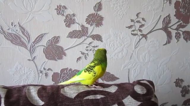 Попугай Гриша матерится смотреть онлайн