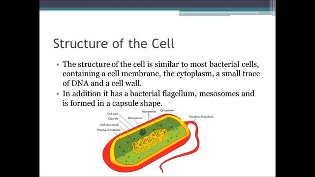 Probiotic  Bacillus Coagulans